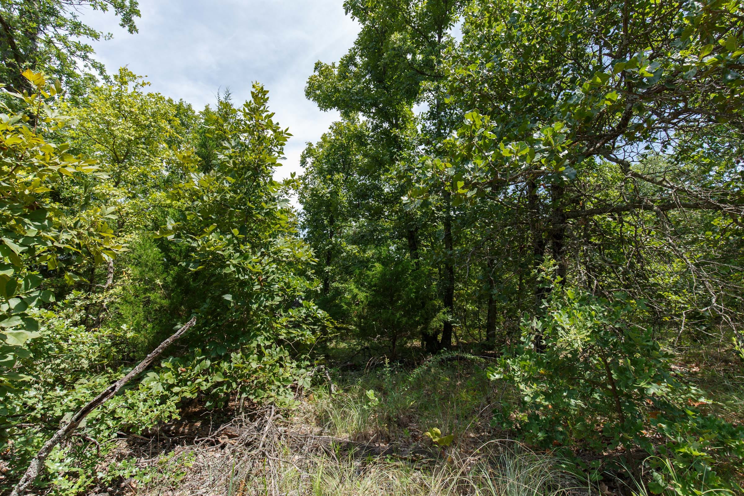 Timber Ridge Tract 29 photo 9