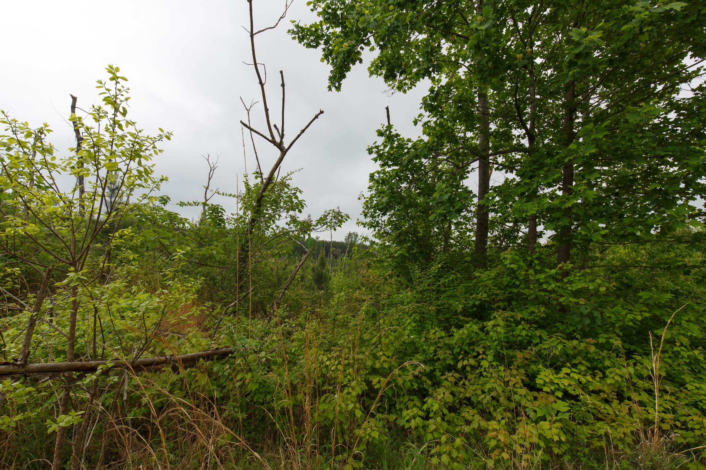 Red Barn Ranch Tract 9 photo 2