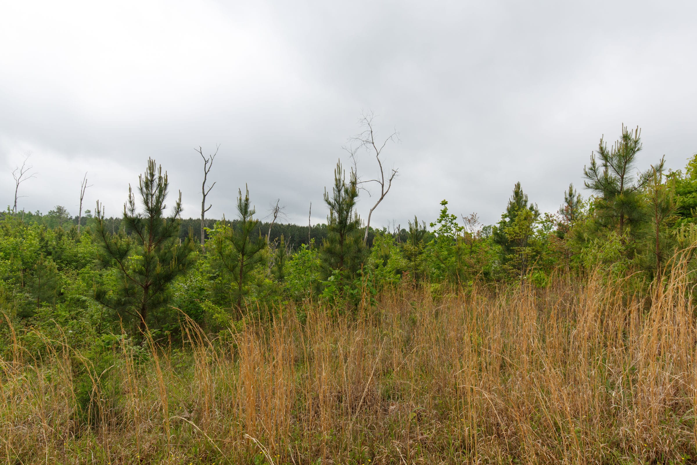 Red Barn Ranch Tract 9 photo 3