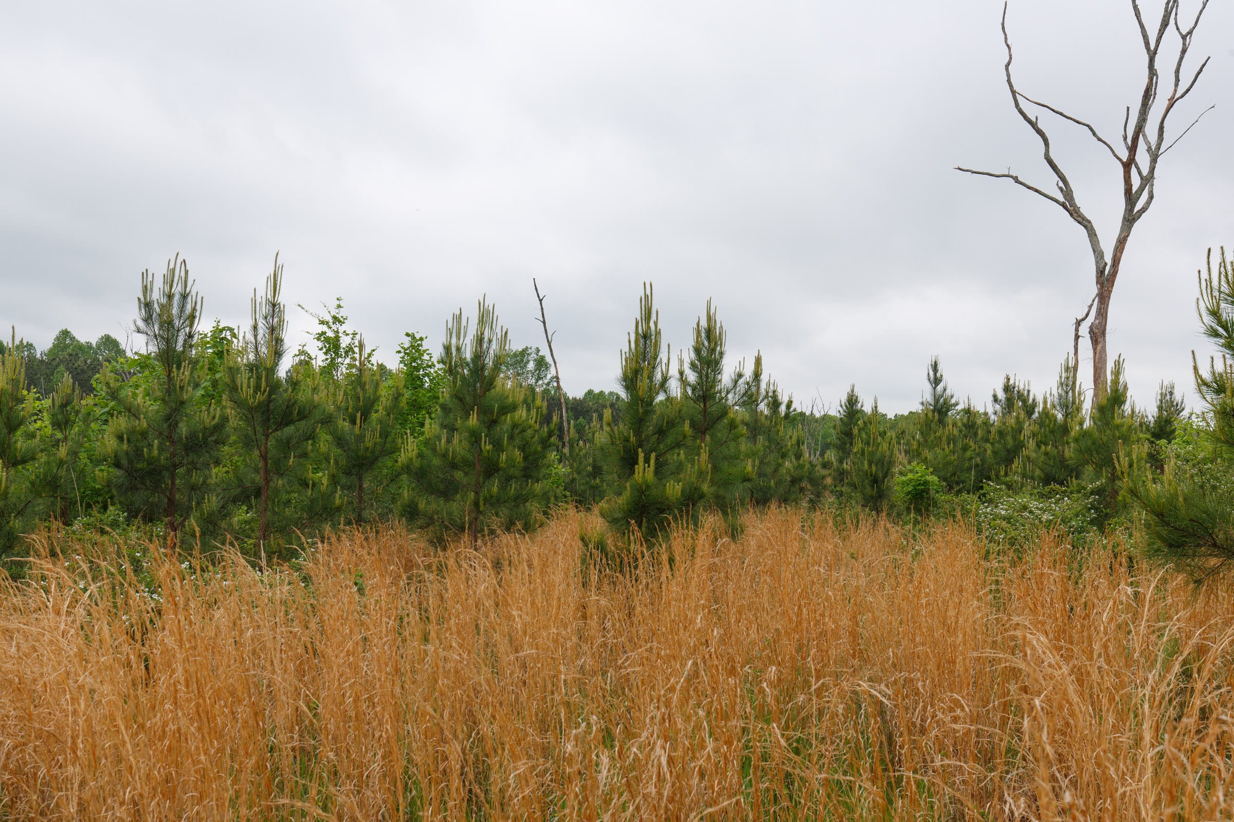 Red Barn Ranch Tract 9 photo 6