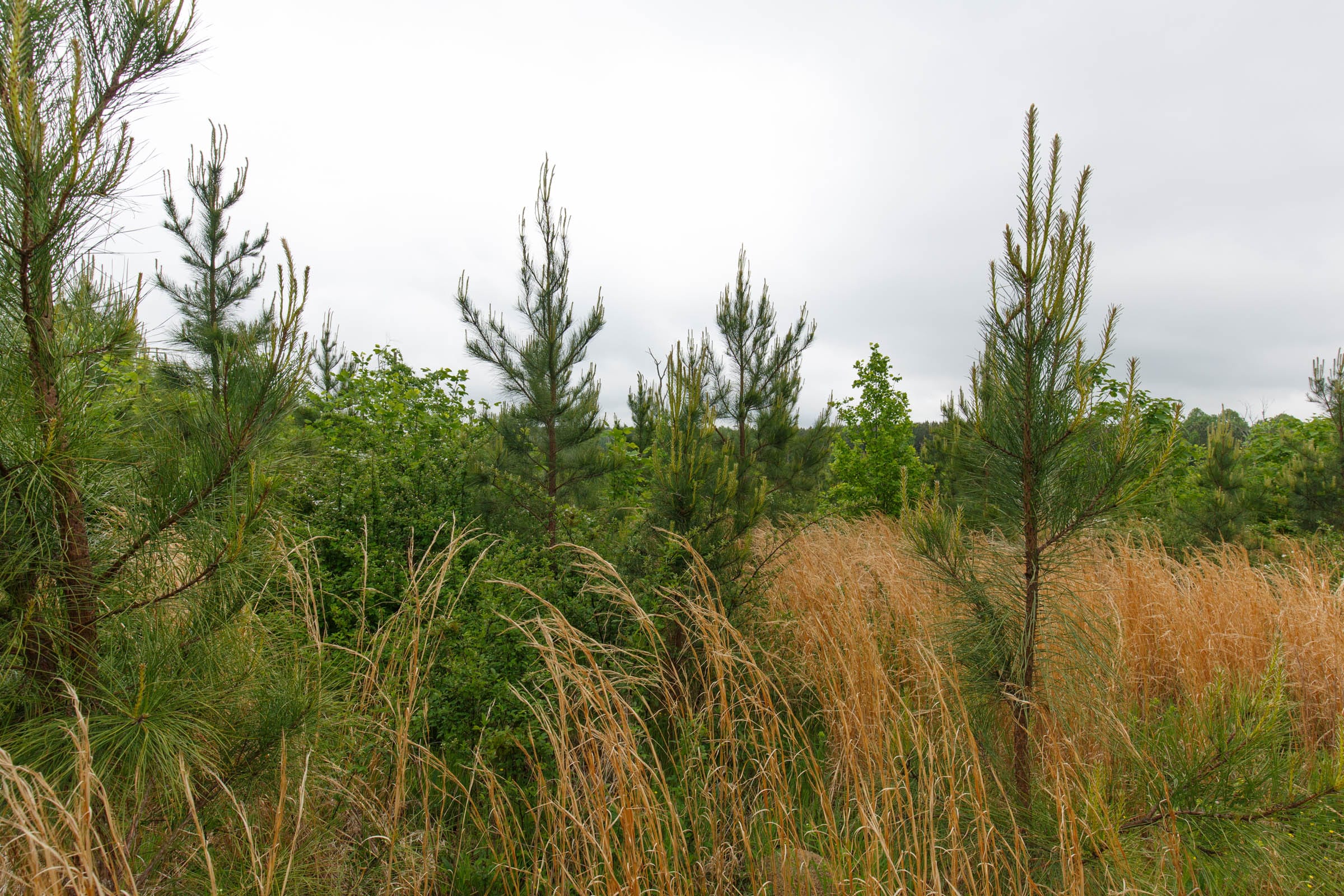 Red Barn Ranch Tract 9 photo 7