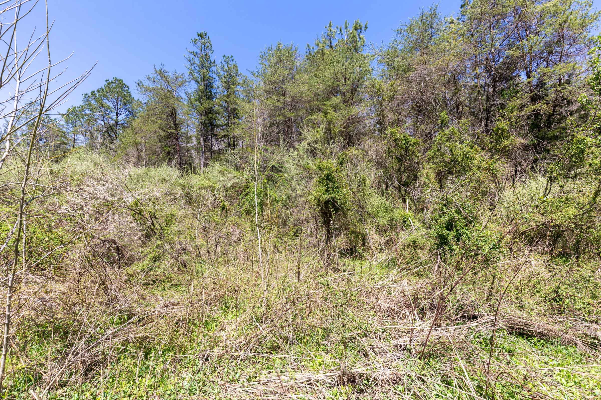 Woodland Heights Tract 13 photo 10