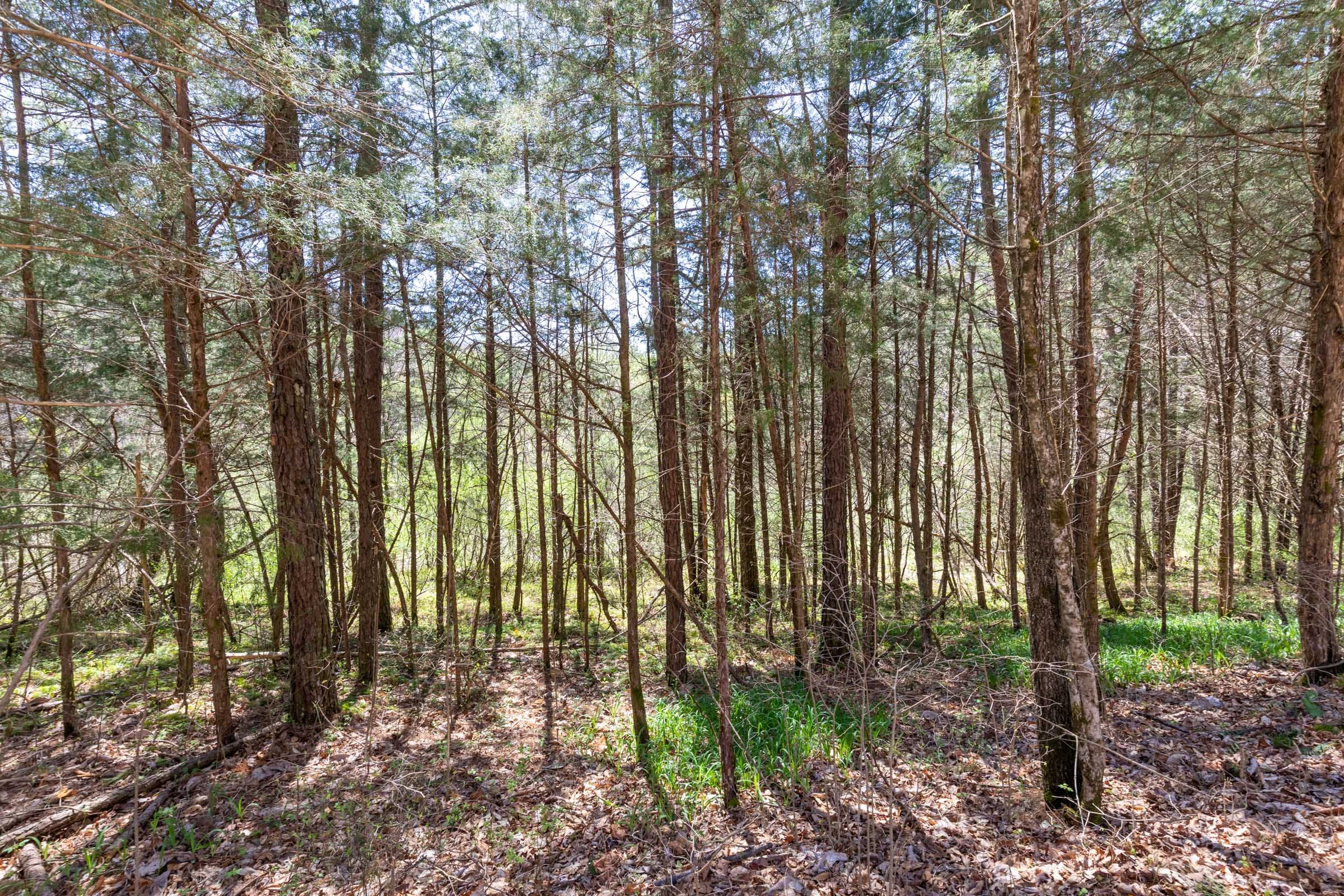 Woodland Heights Tract 13 photo 18