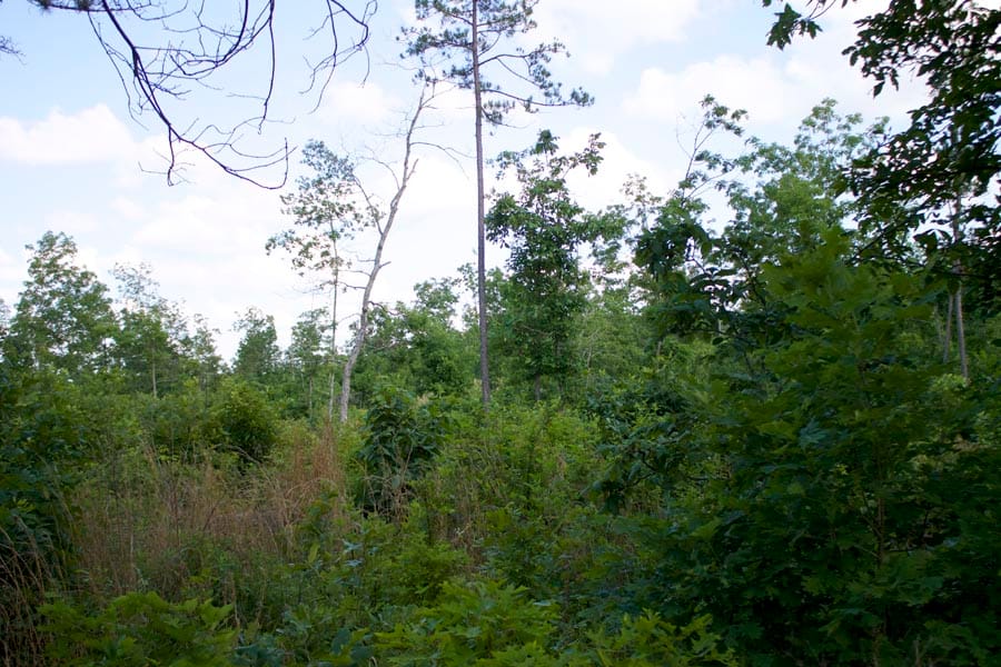 Thunder Mountain Ranch Tract 3 photo 3