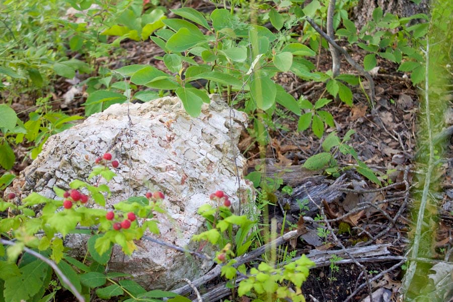 Thunder Mountain Ranch Tract 3 photo 6
