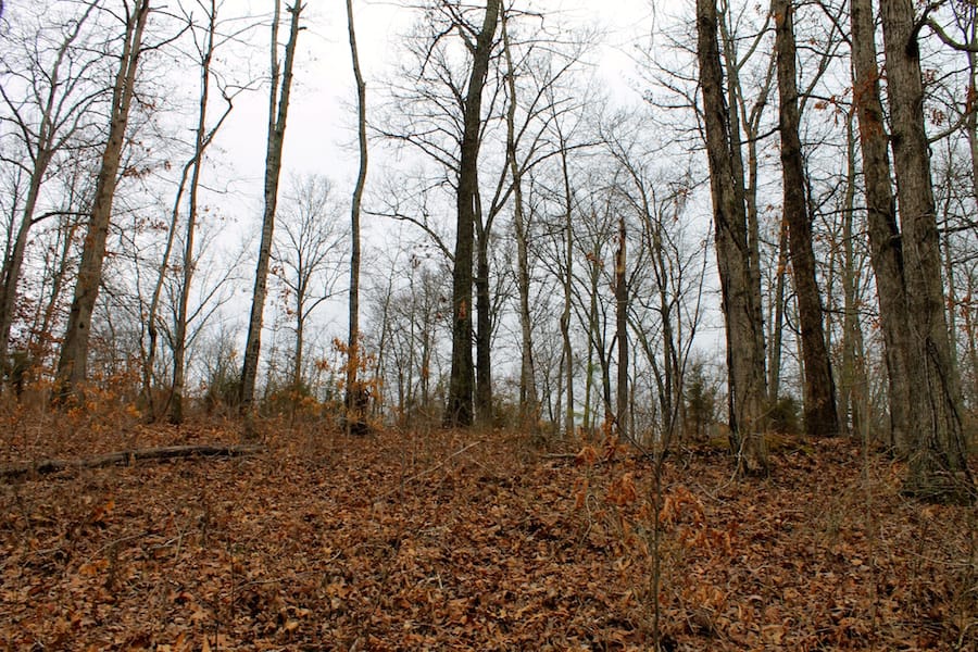 The Tennessean Tract 58 photo 4