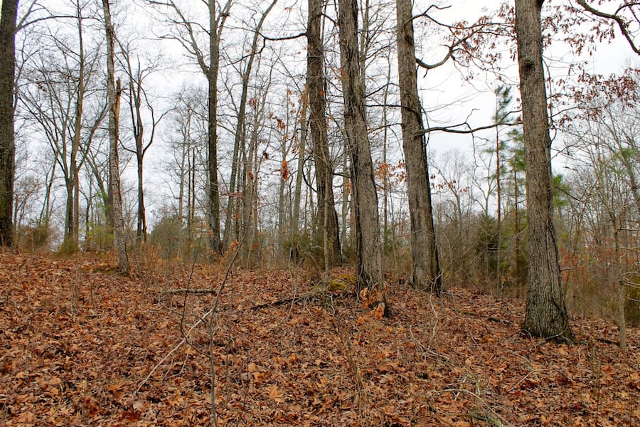 The Tennessean Tract 58 photo 5