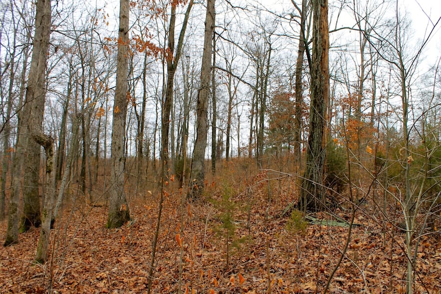 The Tennessean Tract 58 photo 6