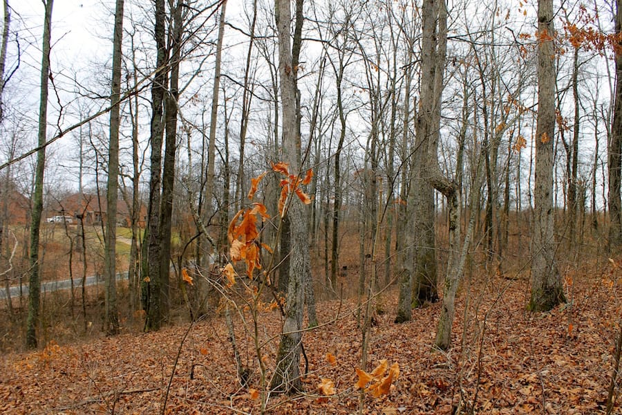 The Tennessean Tract 58 photo 7