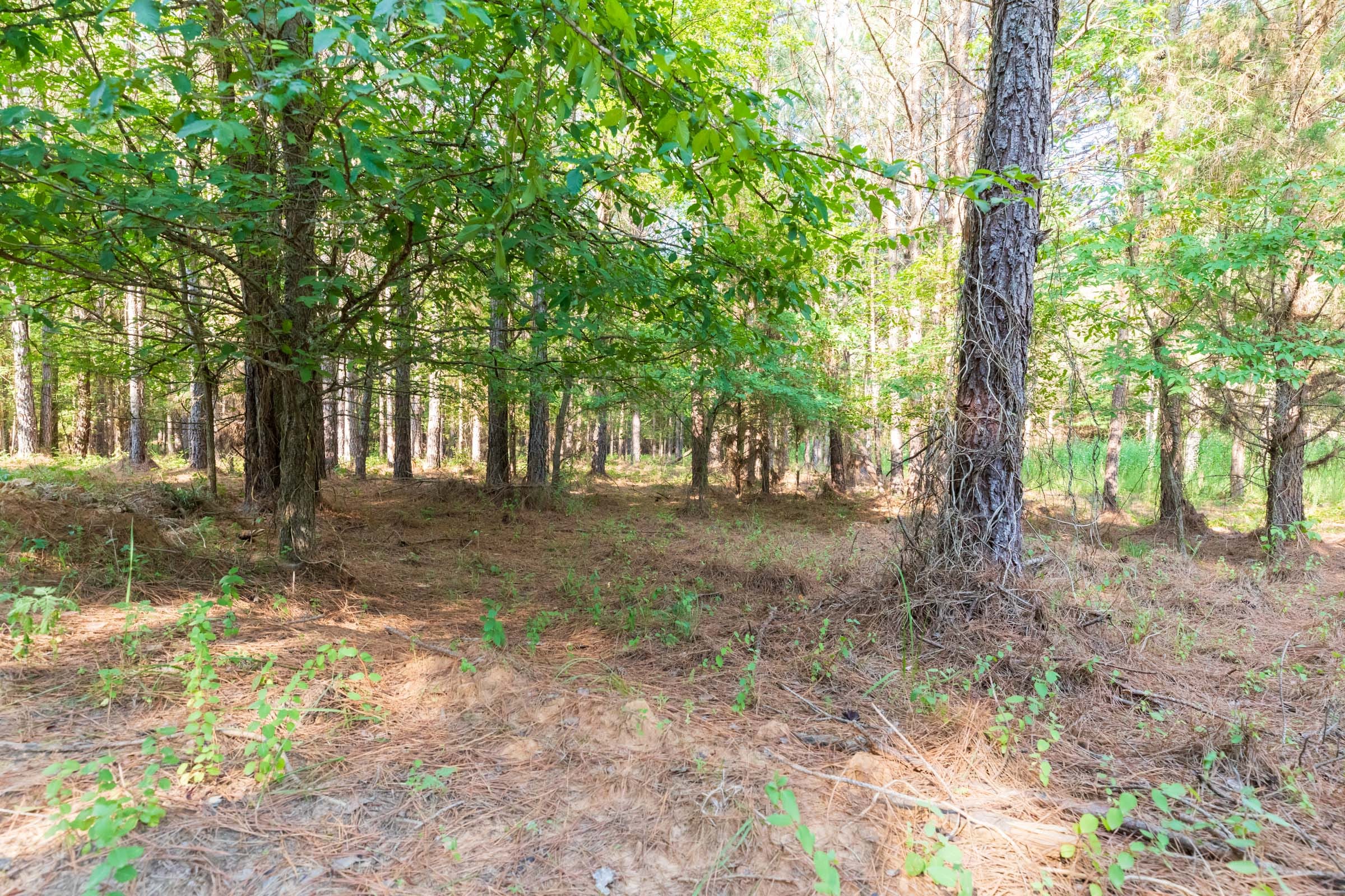 Whiskey Ridge Tract 58 photo 7