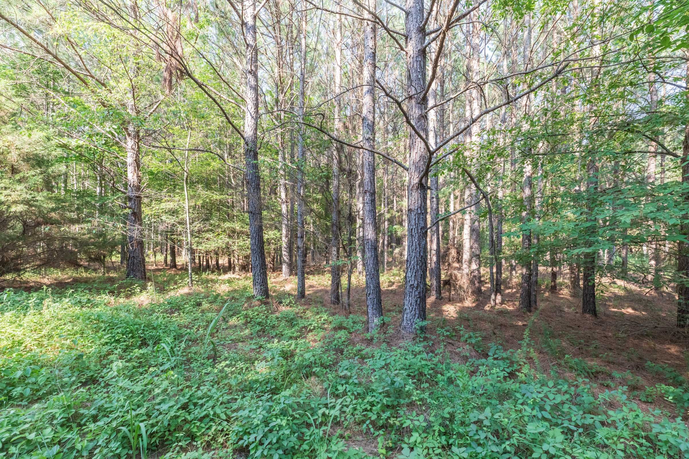 Whiskey Ridge Tract 58 photo 1