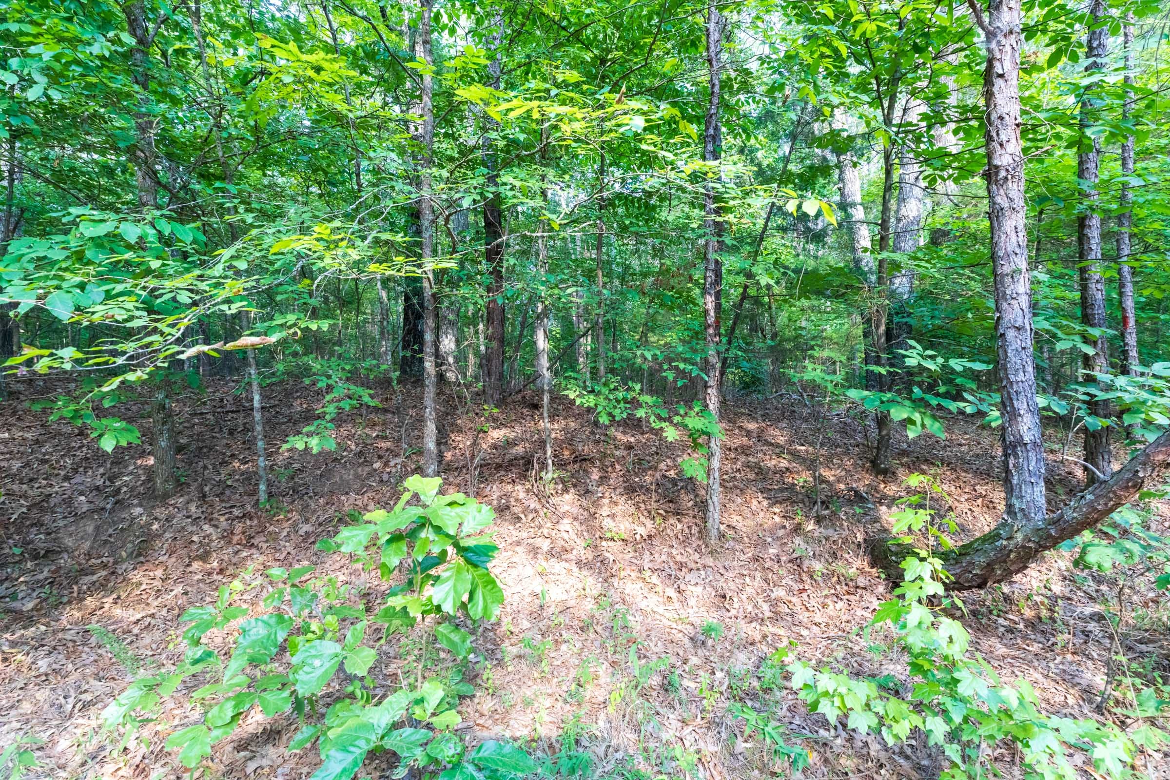 Whiskey Ridge Tract 58 photo 6