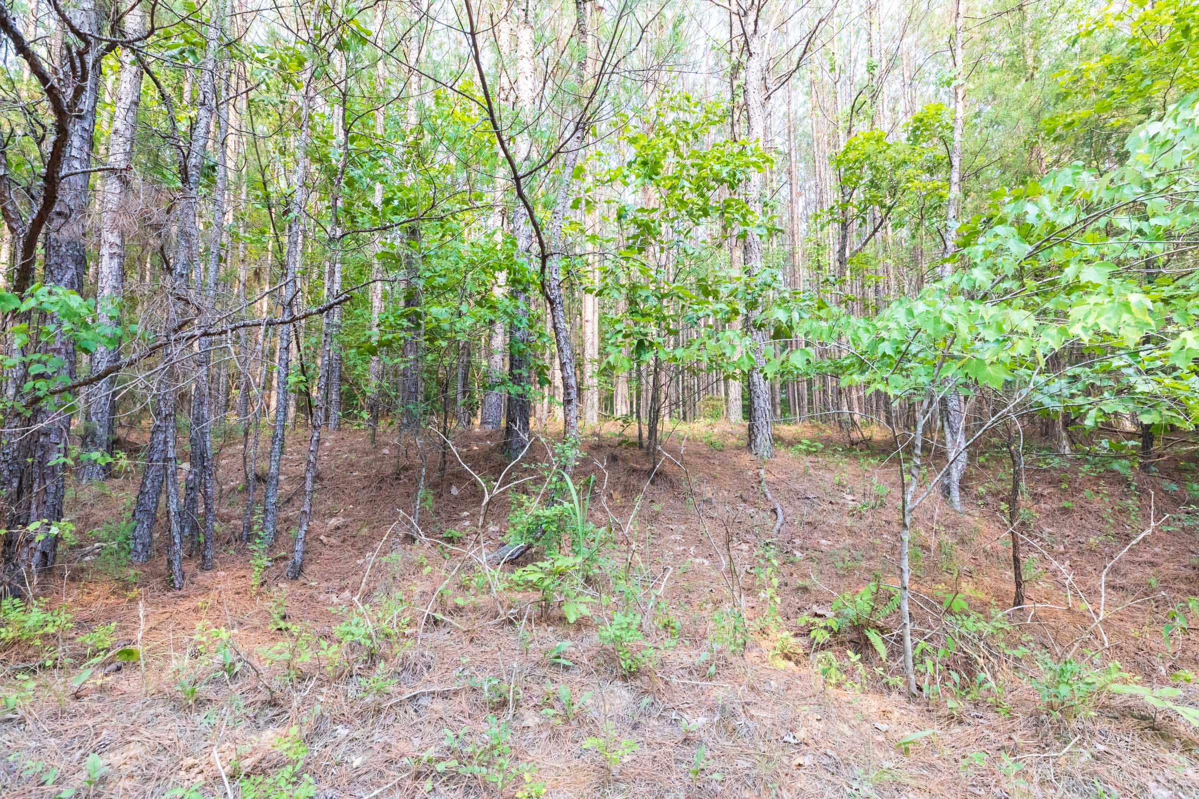Whiskey Ridge Tract 58 photo 12