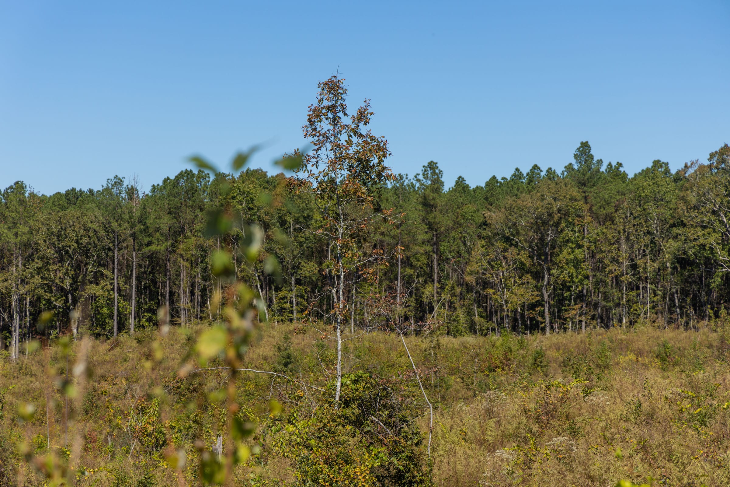 Meyer’s Ridge Tract 13 photo 4