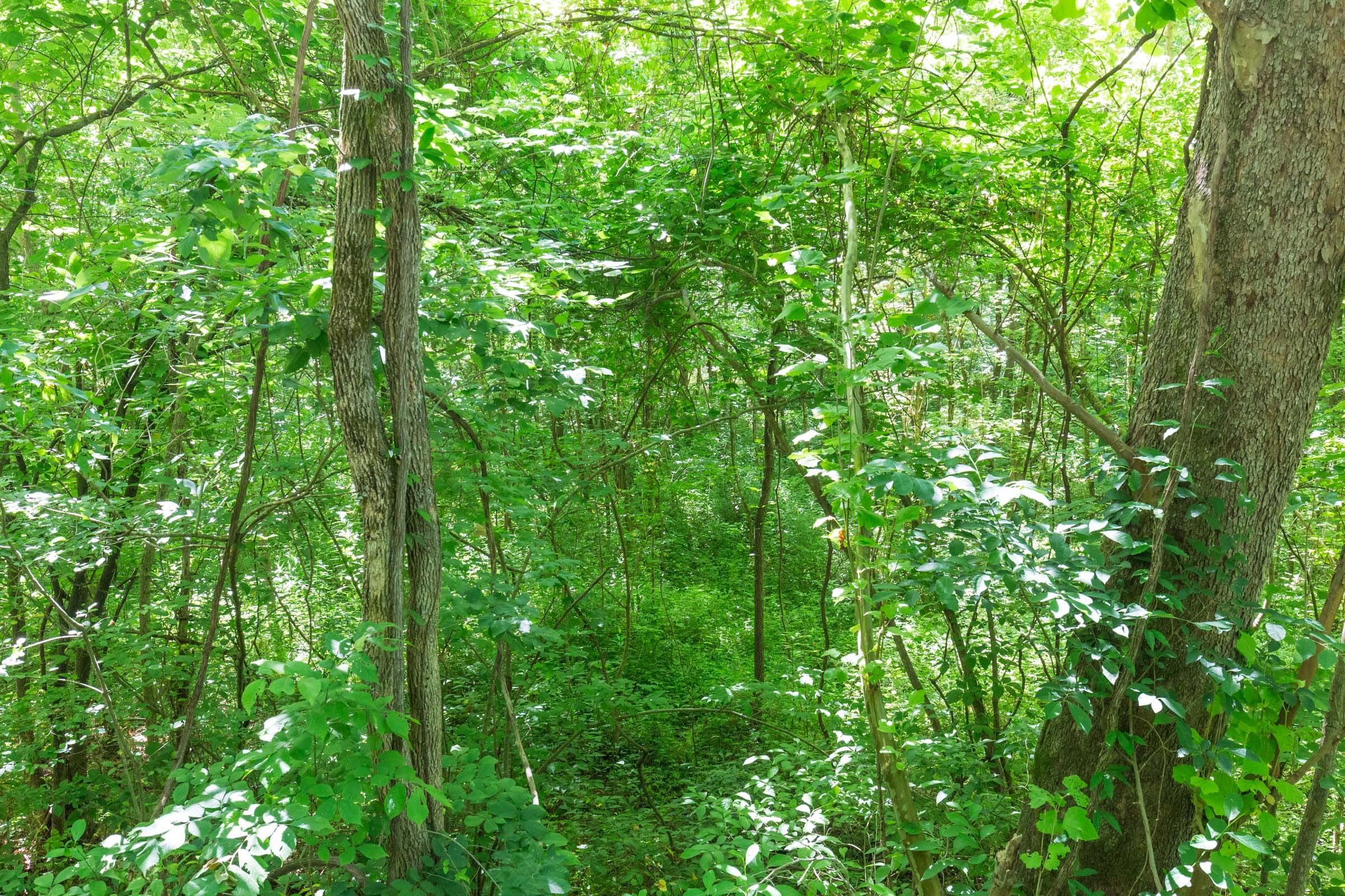 River’s Edge Tract 2 photo 3