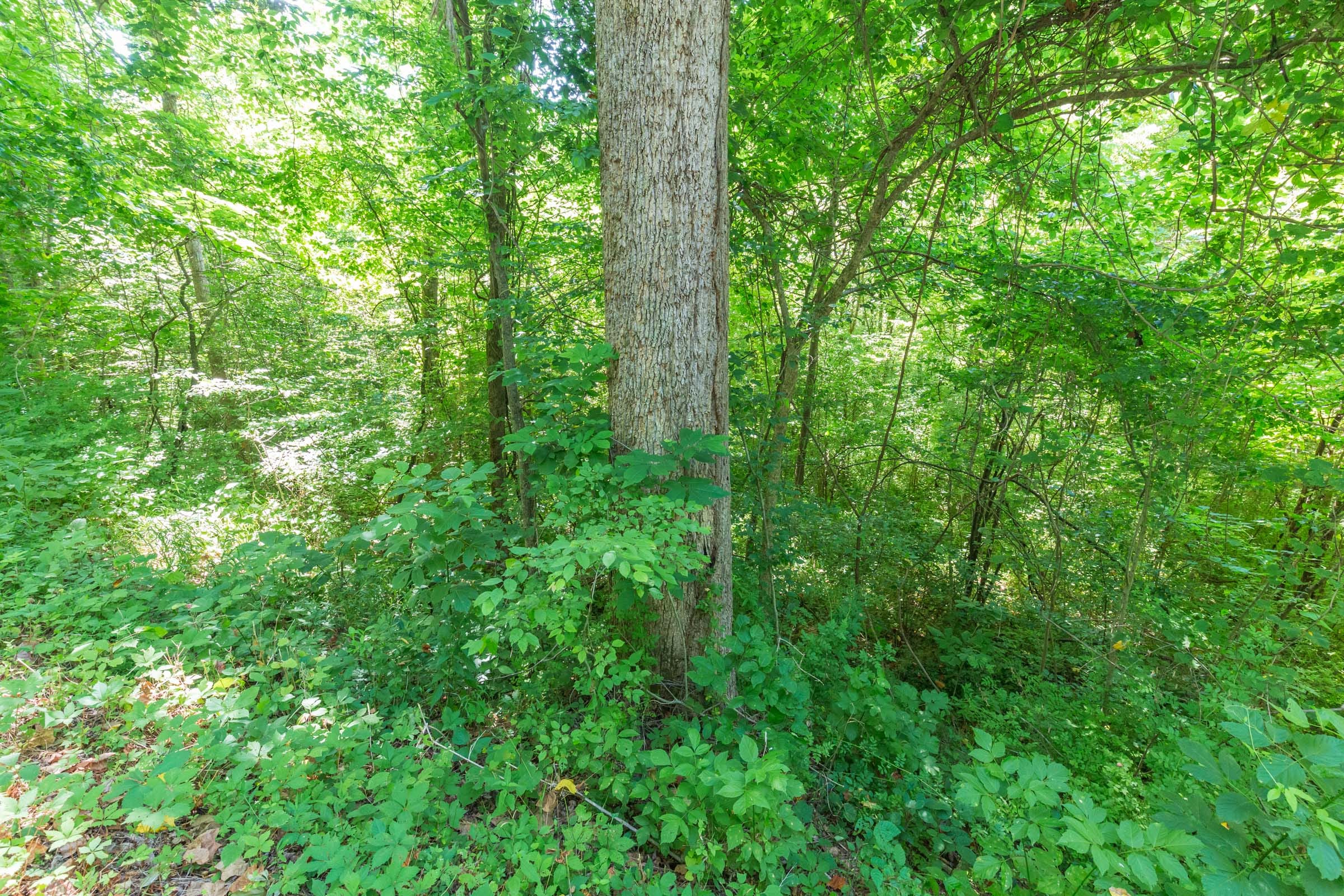 River’s Edge Tract 2 photo 5