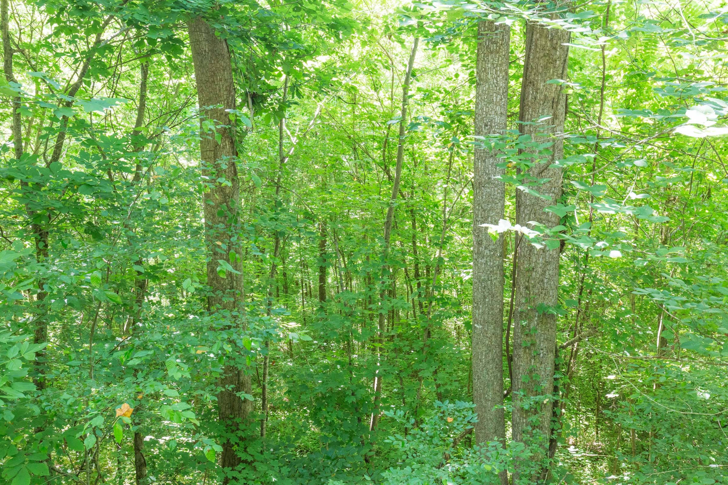 River’s Edge Tract 2 photo 7