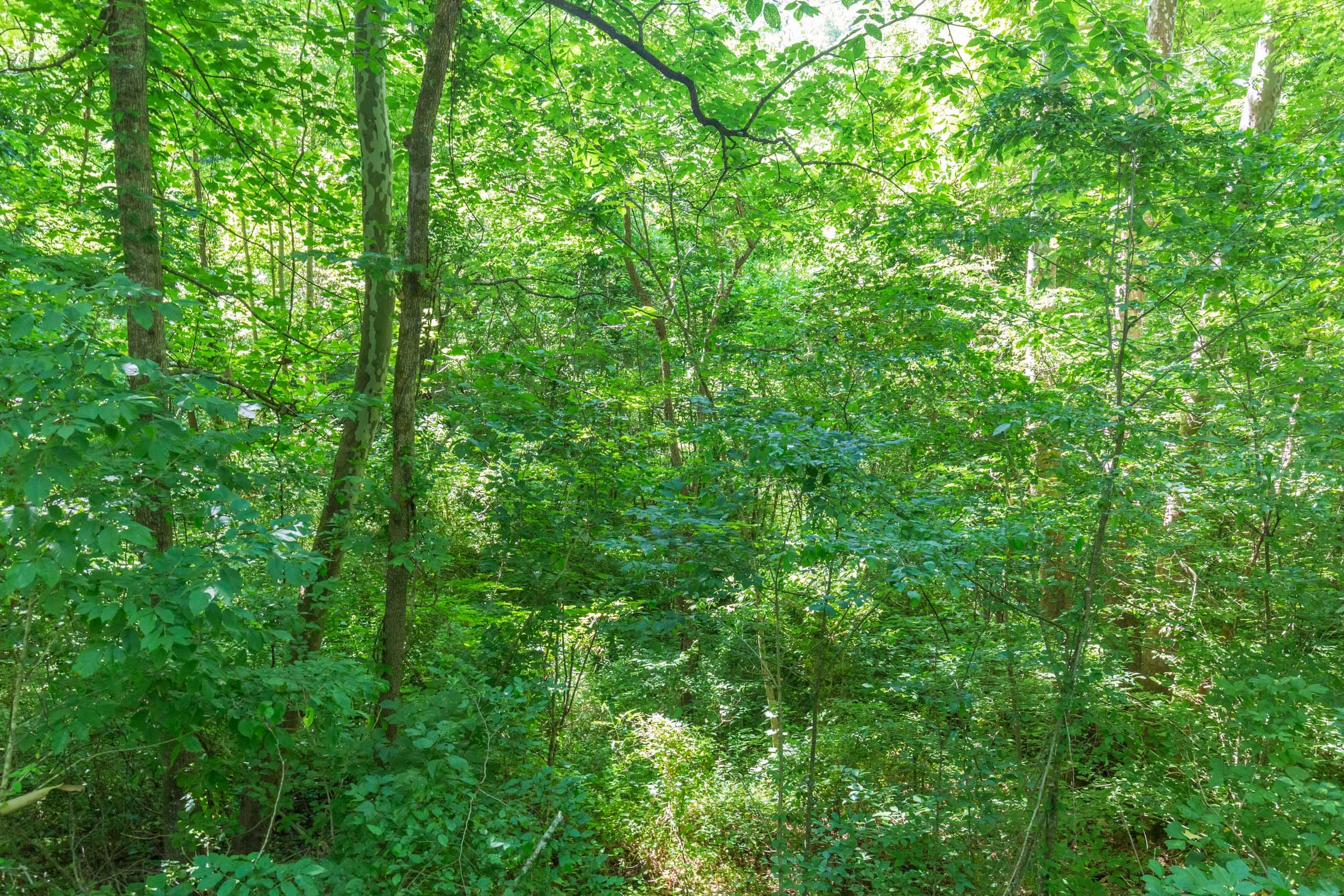 River’s Edge Tract 2 photo 10