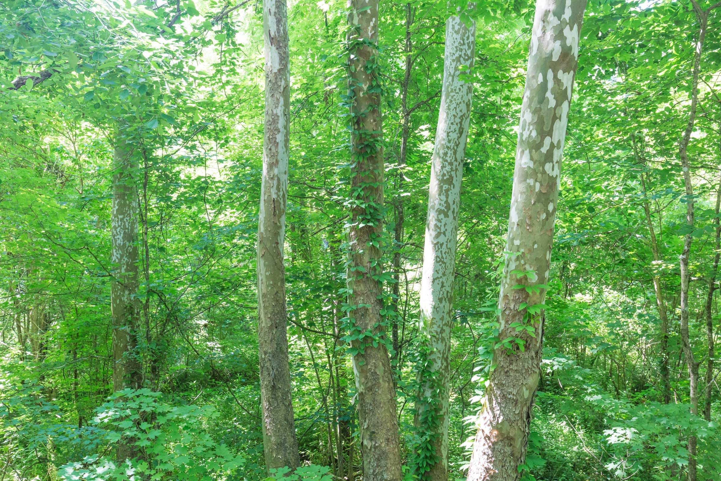 River’s Edge Tract 2 photo 11