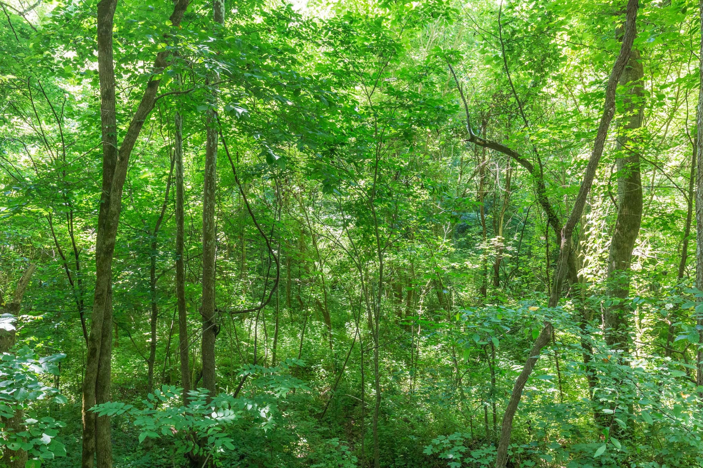 River’s Edge Tract 2 photo 13