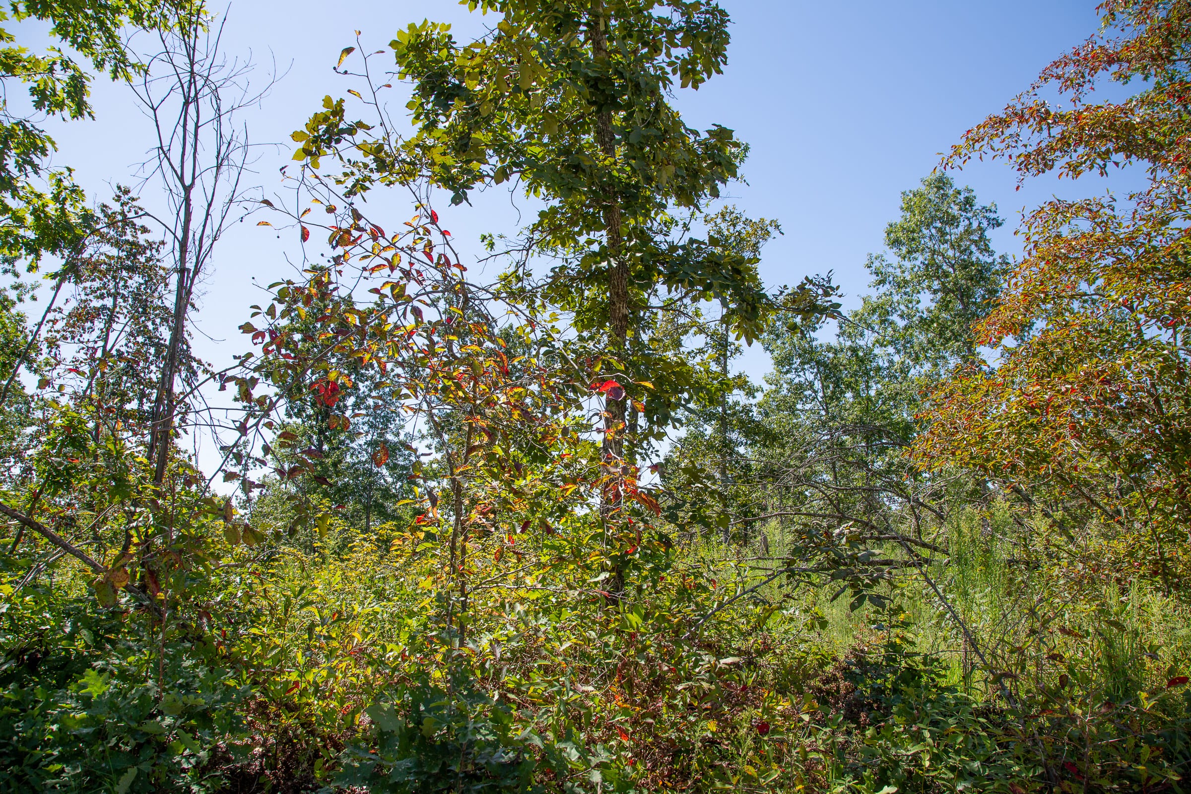Borgmann’s Hollow Phase III Tract 87 photo 3