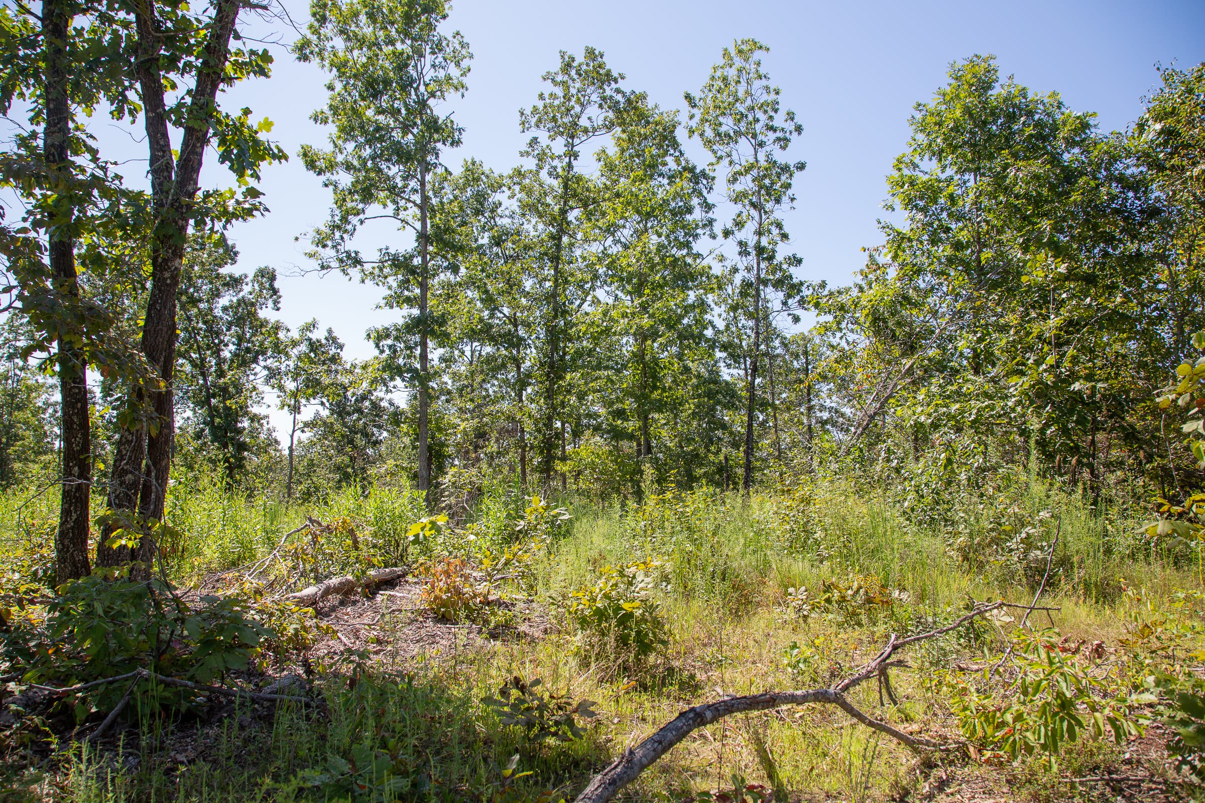 Borgmann’s Hollow Phase III Tract 87 photo 4
