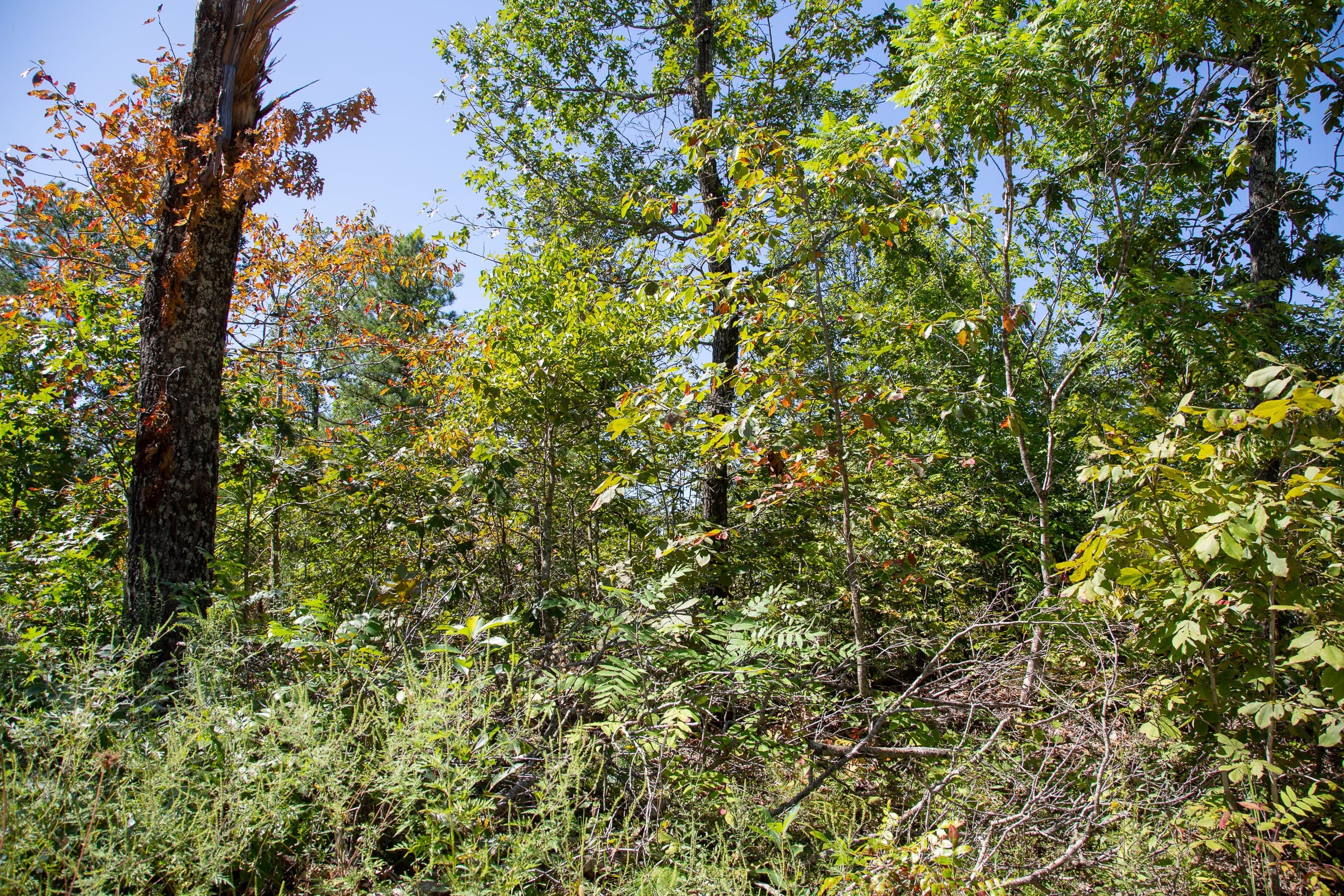 Borgmann’s Hollow Phase III Tract 87 photo 7