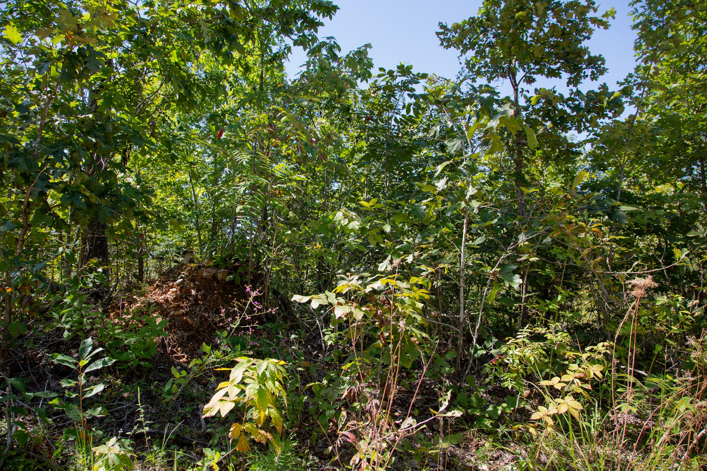 Borgmann’s Hollow Phase III Tract 87 photo 8