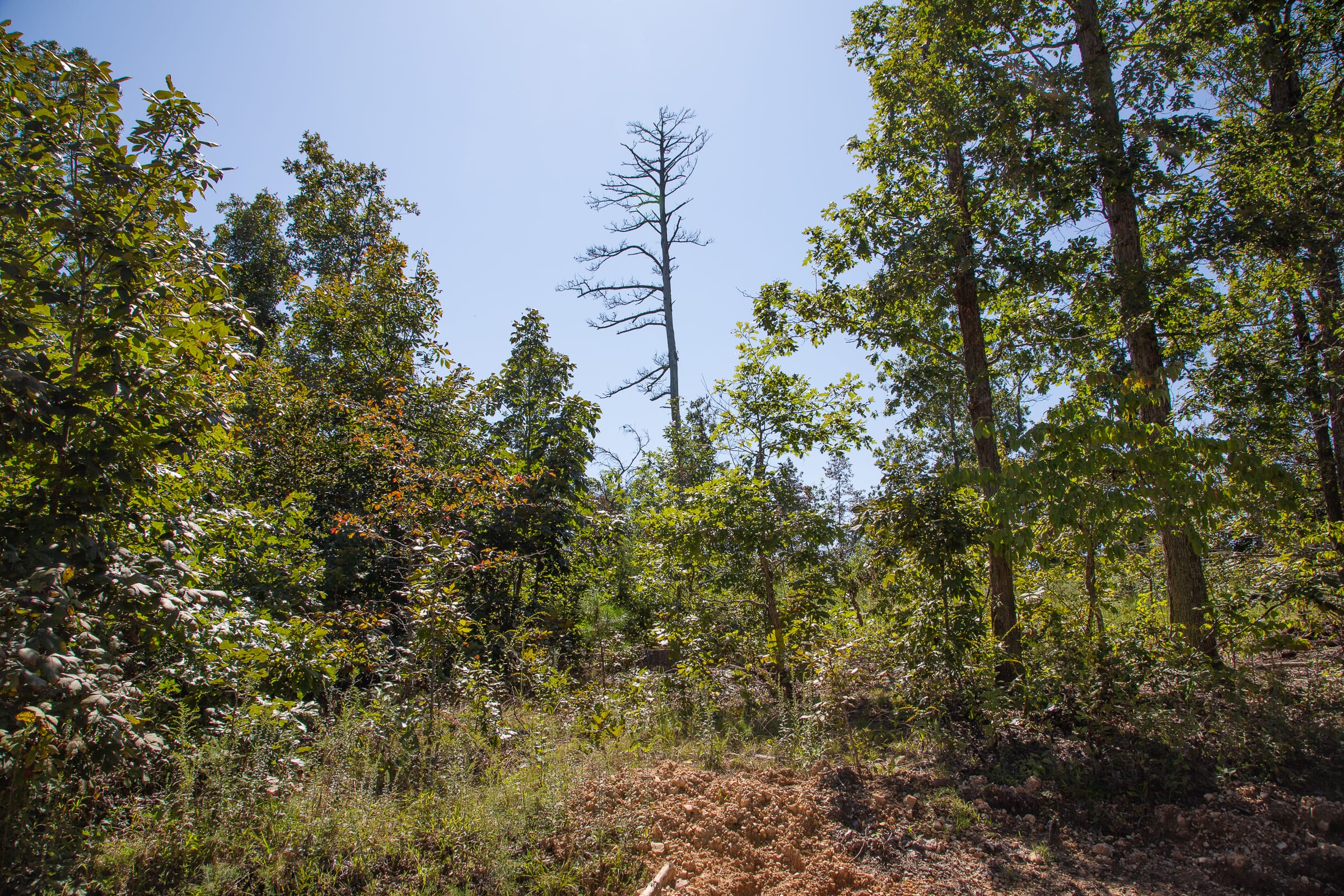 Borgmann’s Hollow Phase III Tract 87 photo 9