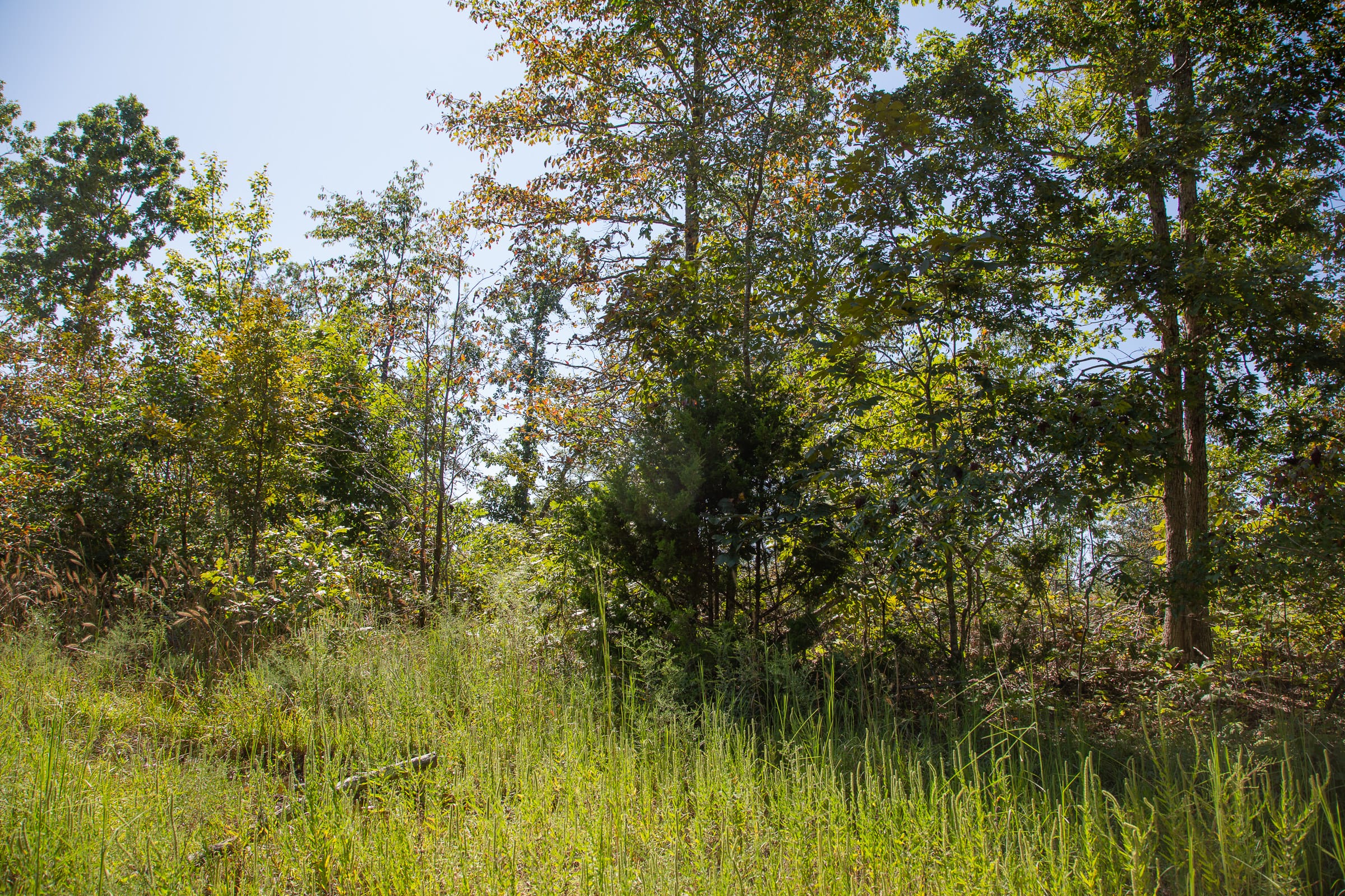Borgmann’s Hollow Phase III Tract 87 photo 10