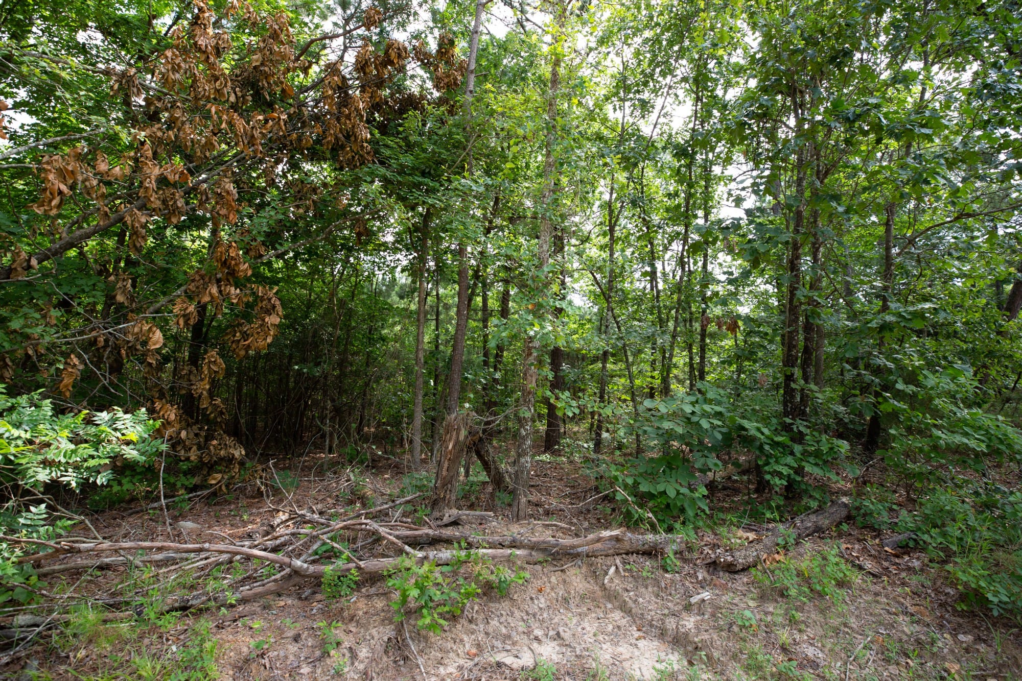 Eagle’s Nest Tract 33 photo 7