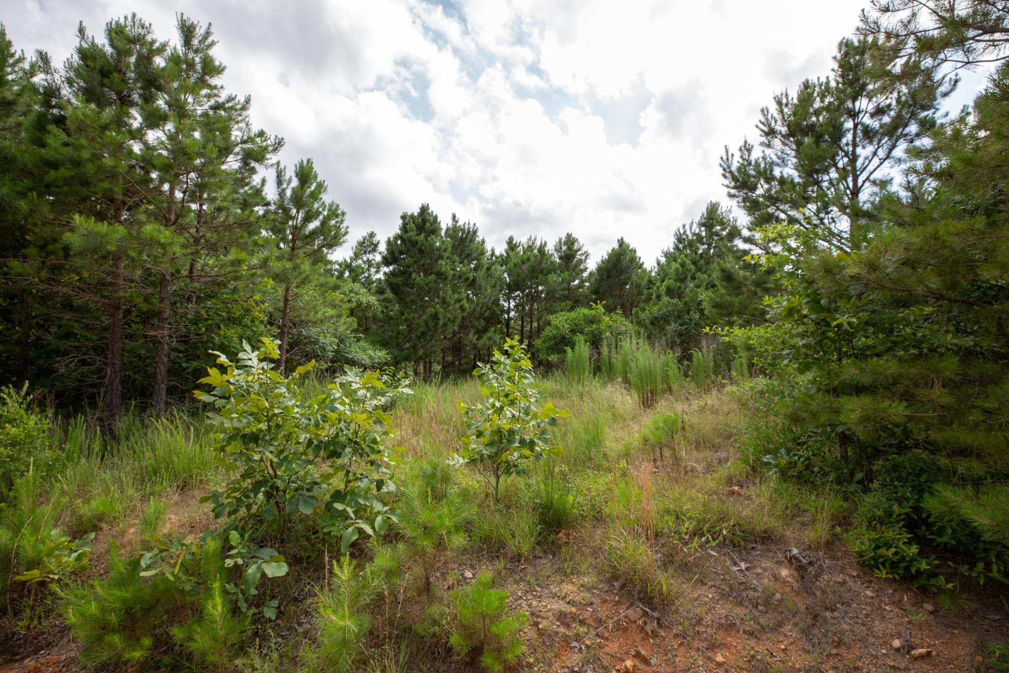 Eagle’s Nest Tract 33 photo 9