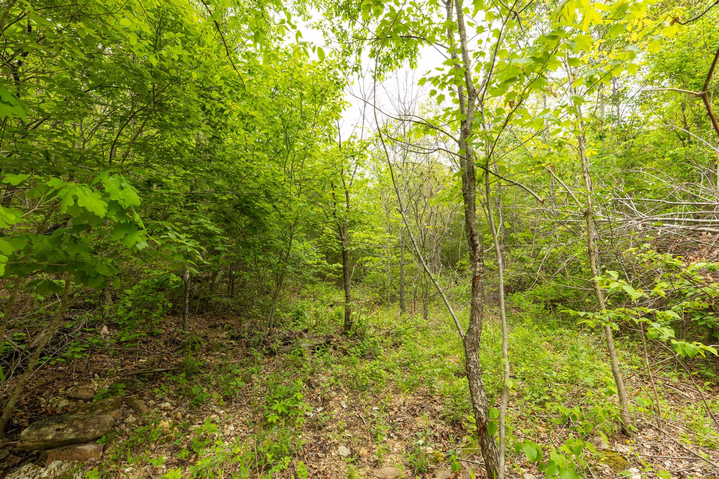 Double S Ranch Tract 8 photo 3