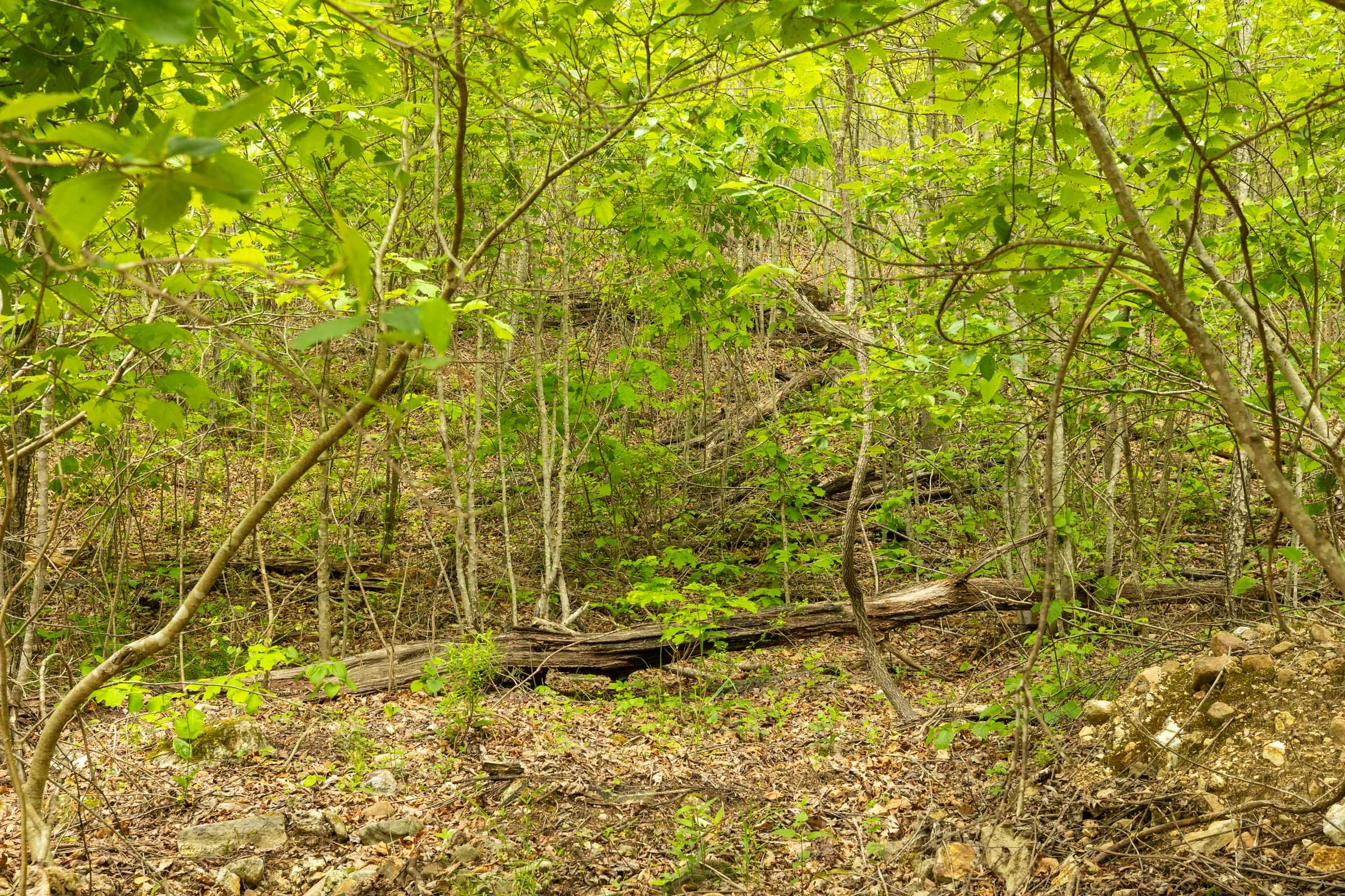 Double S Ranch Tract 8 photo 5