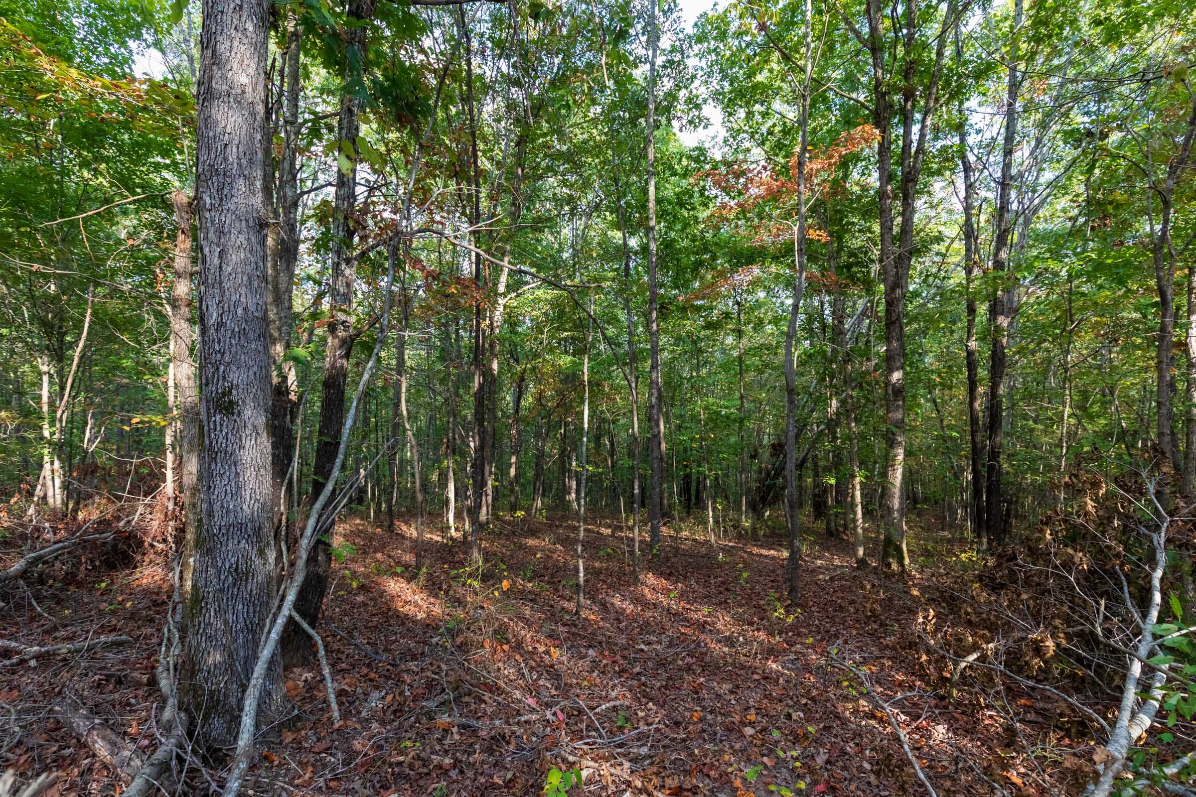 Bear Brook Tract 15 photo 2