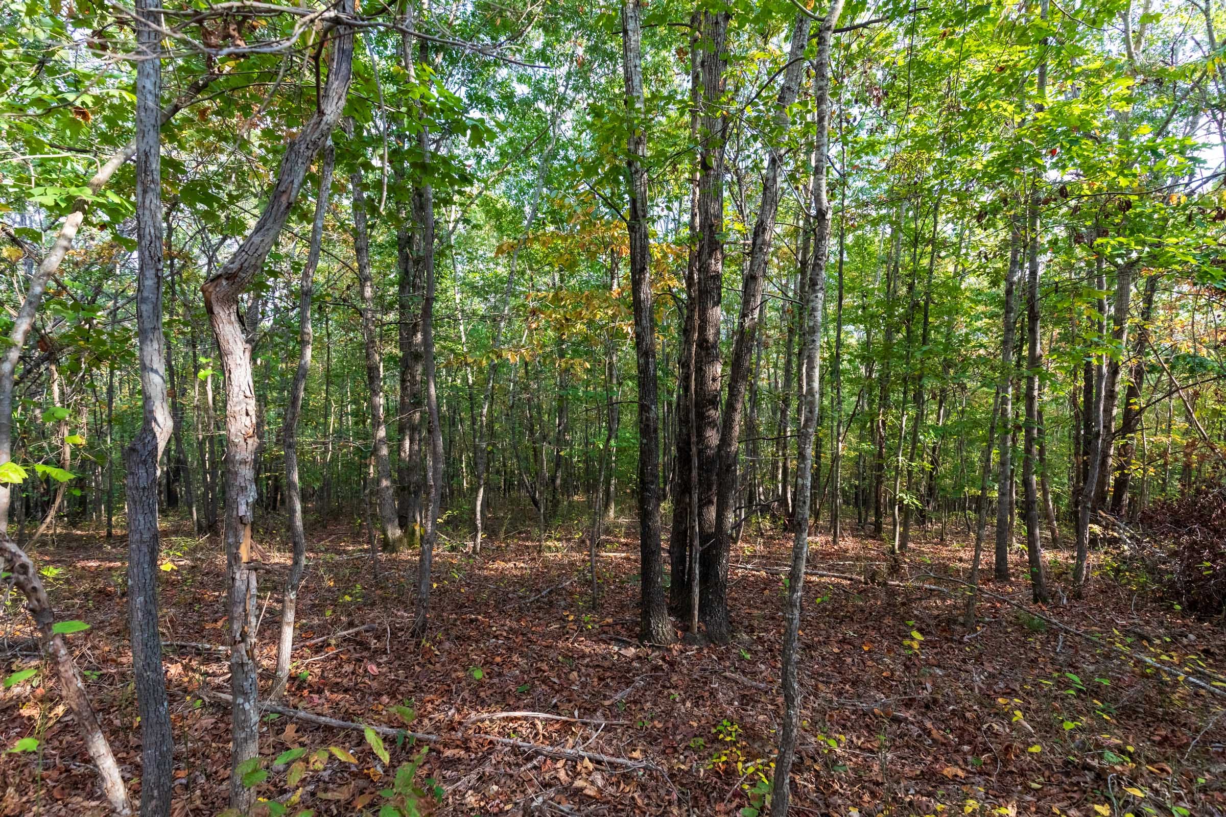 Bear Brook Tract 15 photo 4