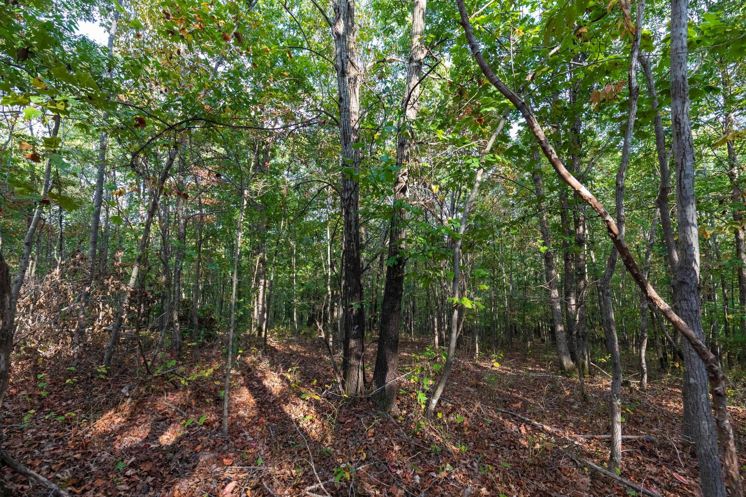 Bear Brook Tract 15 photo 7