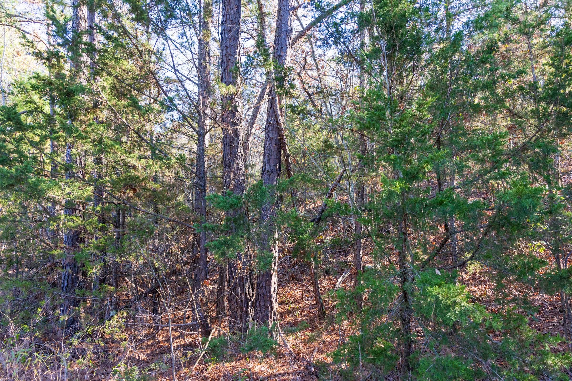 Stone Bridge Reserve Tract 26 photo 3