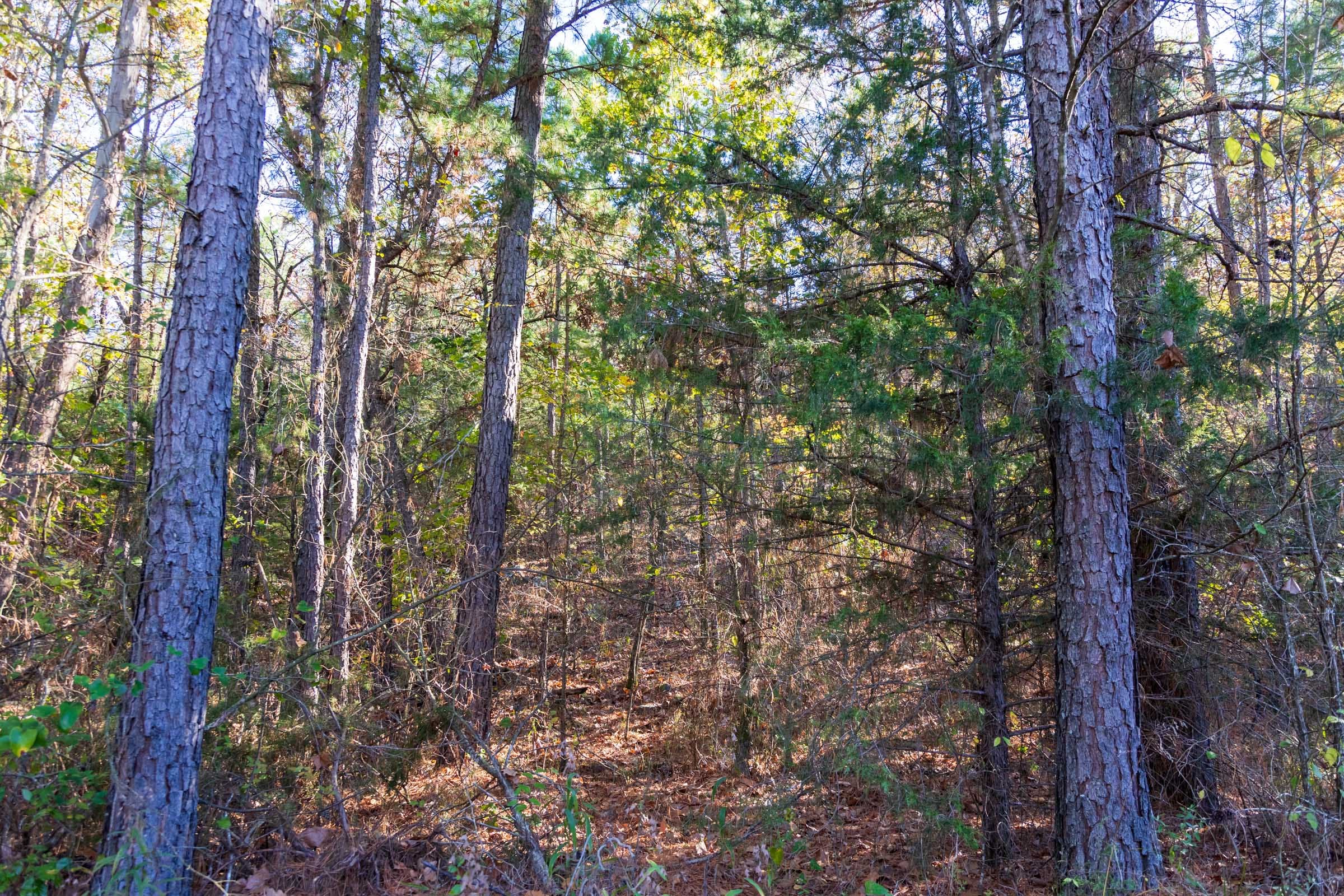 Stone Bridge Reserve Tract 26 photo 6