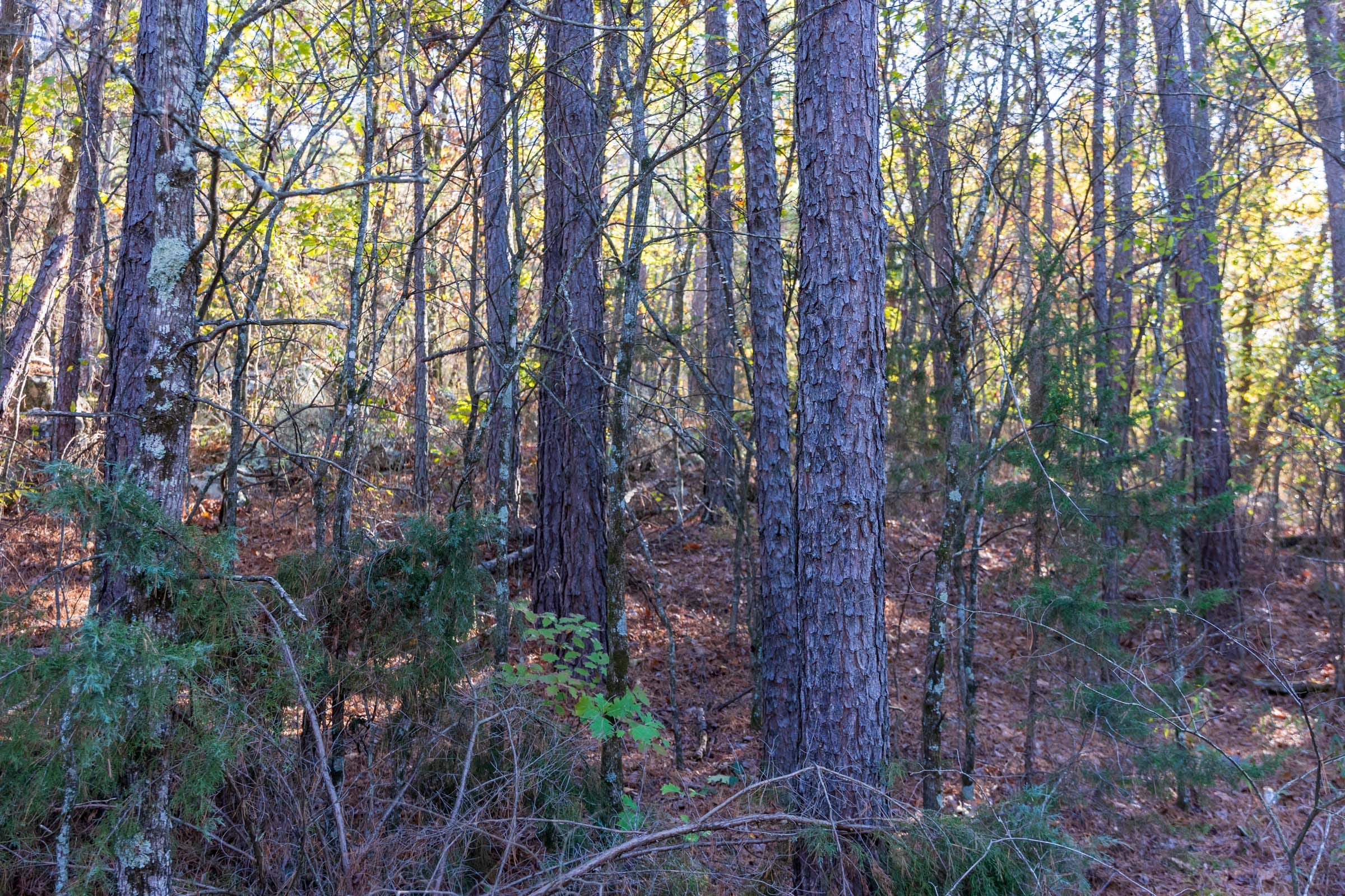 Stone Bridge Reserve Tract 26 photo 13