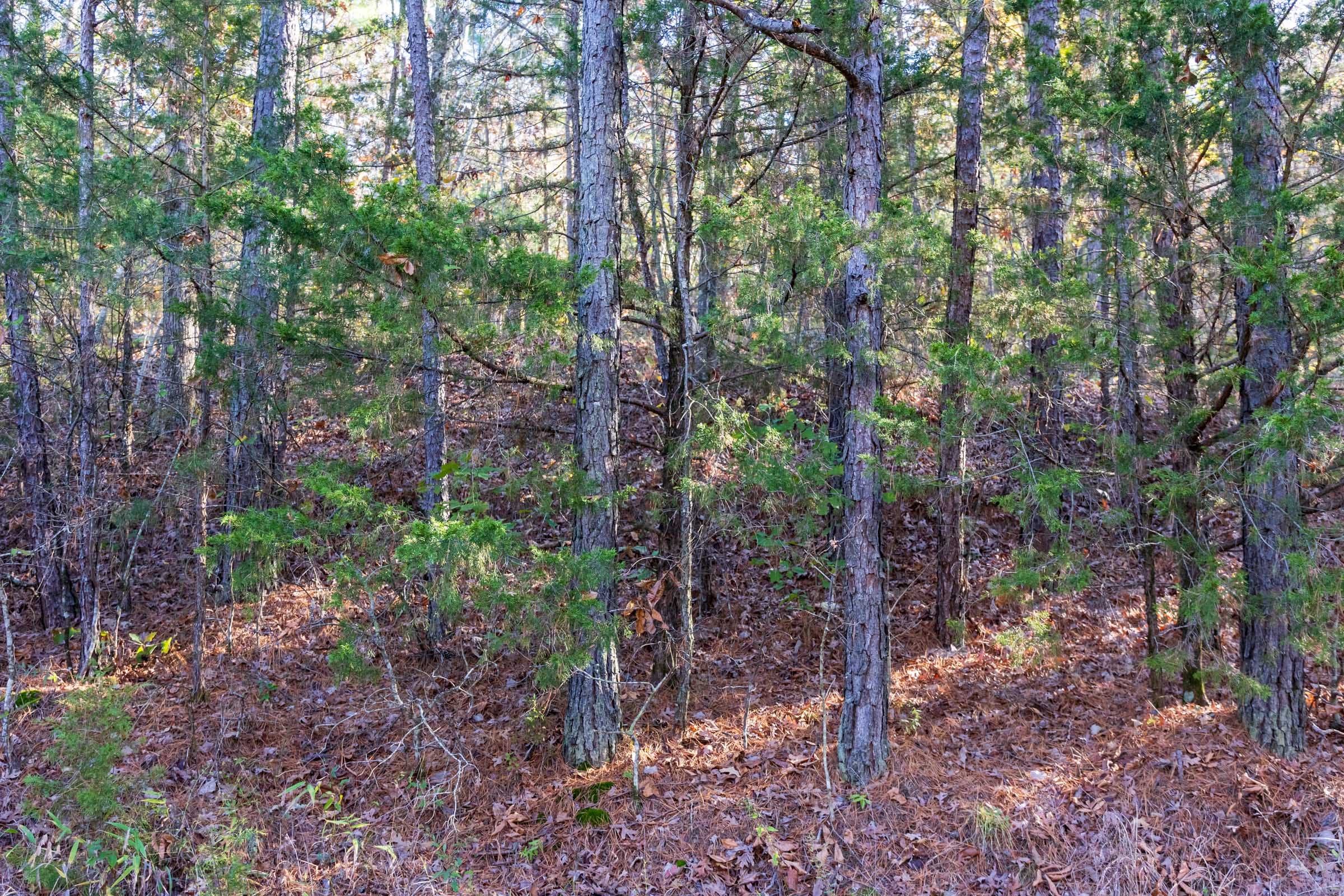 Stone Bridge Reserve Tract 26 photo 5