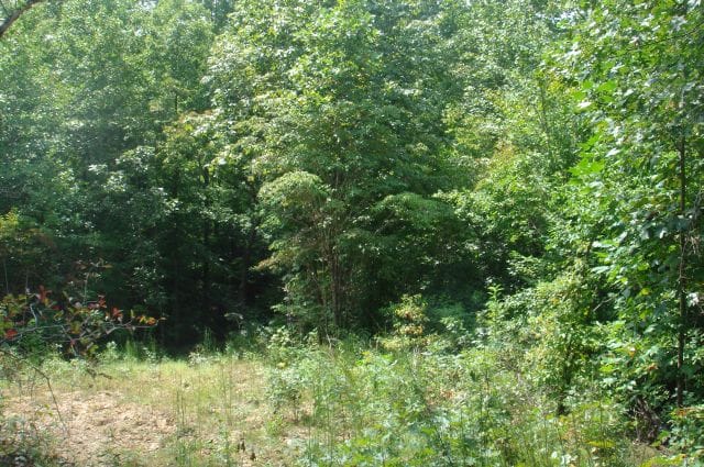 Sugartree Falls Tract 28 photo 2