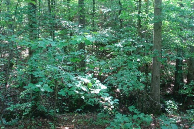 Sugartree Falls Tract 28 photo 4