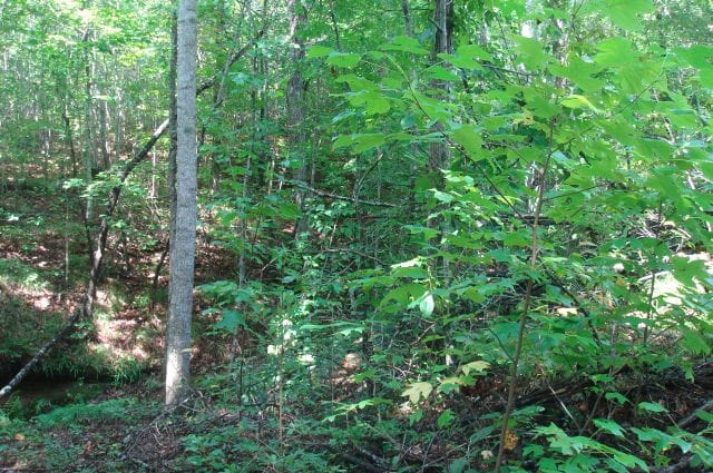 Sugartree Falls Tract 28 photo 5