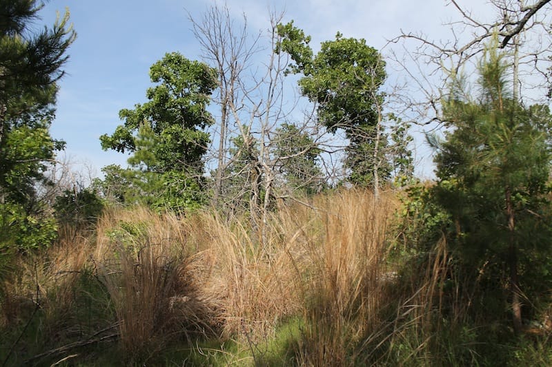 Indian Ridge – Phase II Tract 46 photo 2