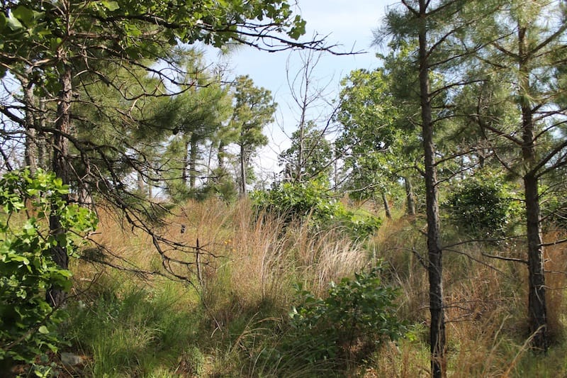 Indian Ridge – Phase II Tract 46 photo 3