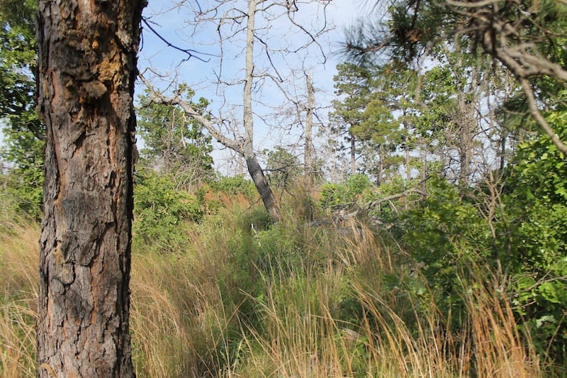 Indian Ridge – Phase II Tract 46 photo 4