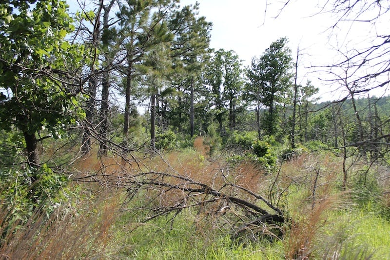 Indian Ridge – Phase II Tract 46 photo 6