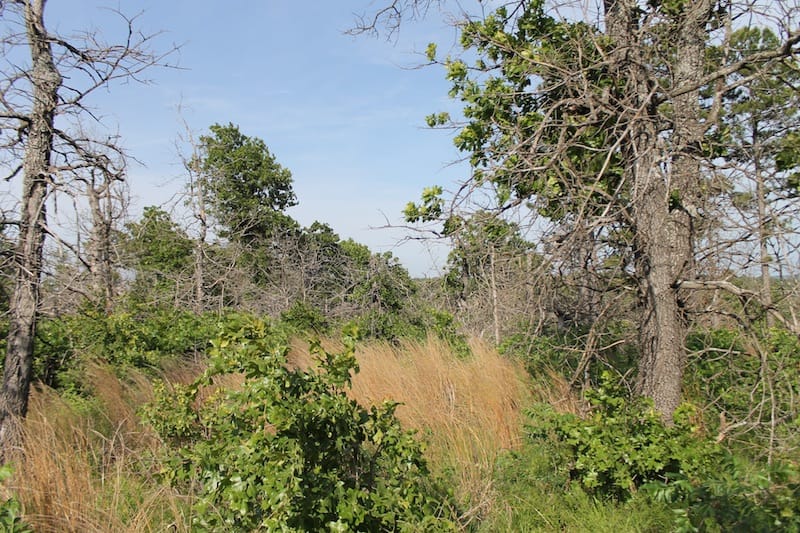 Indian Ridge – Phase II Tract 46 photo 7