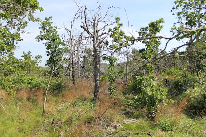 Indian Ridge – Phase II Tract 46 photo 8